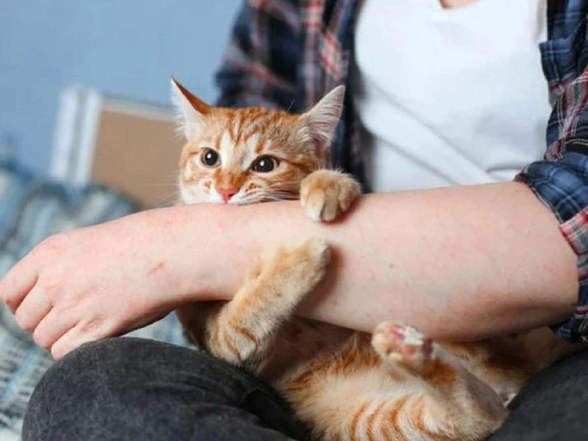 dream about cat biting me