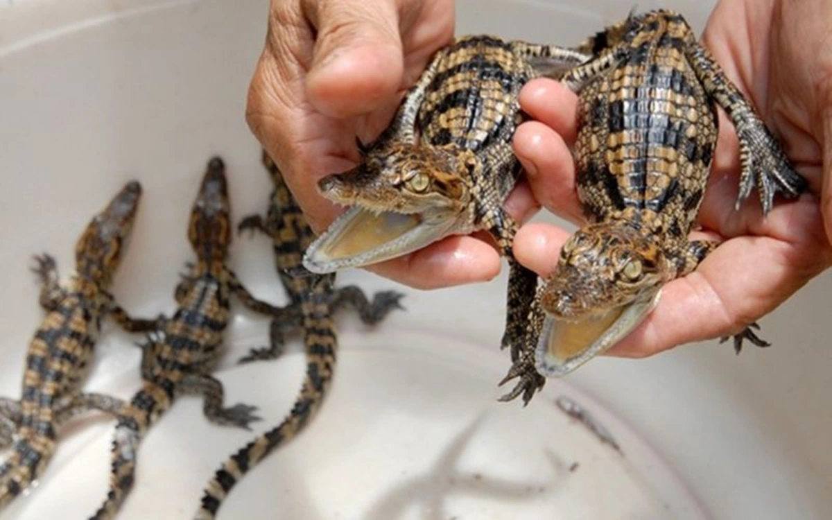 what does it mean to dream about crocodiles