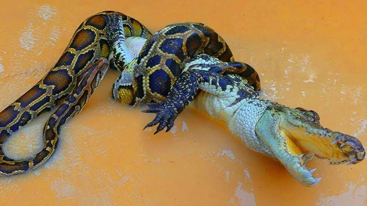 what does an alligator in a dream mean