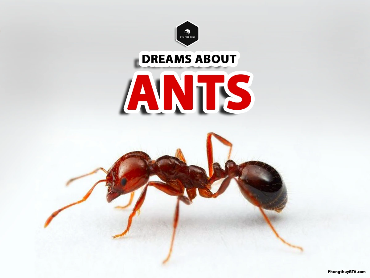 dreamed about ants