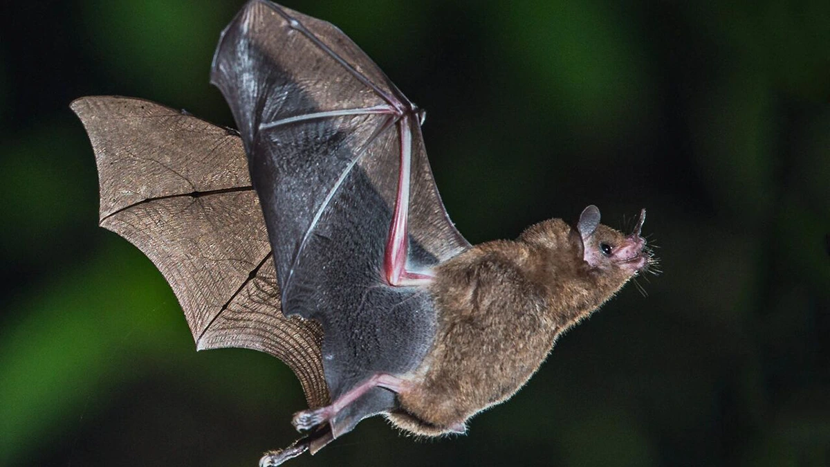 dream interpretation of bats