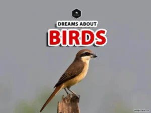dreams about birds meaning
