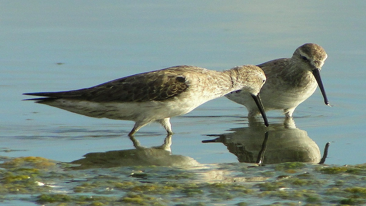 meaning of birds in dreams