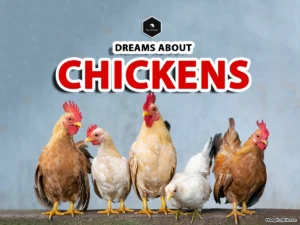 dream of chicken