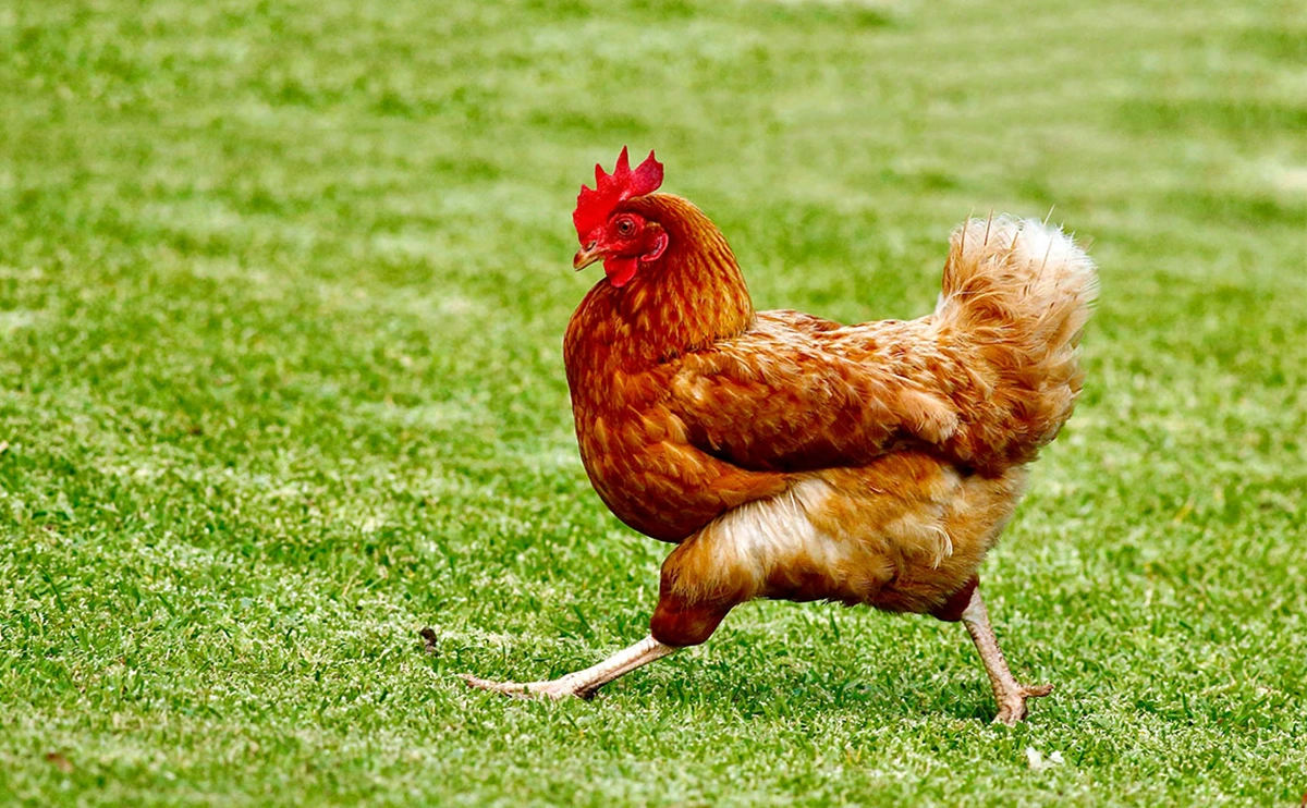 meaning of chicken in dreams