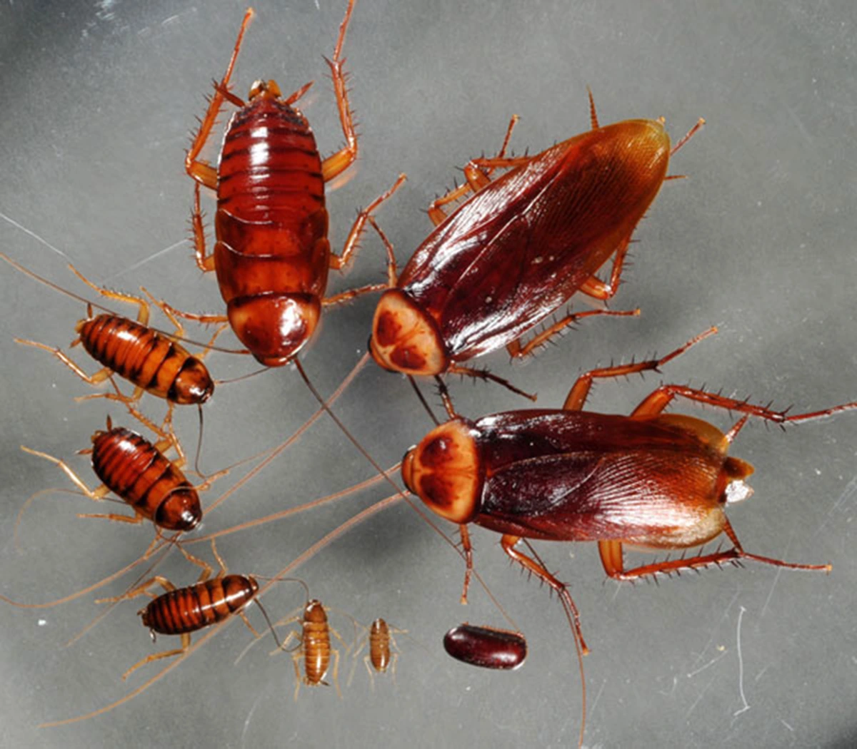 Dreaming of Many Cockroaches