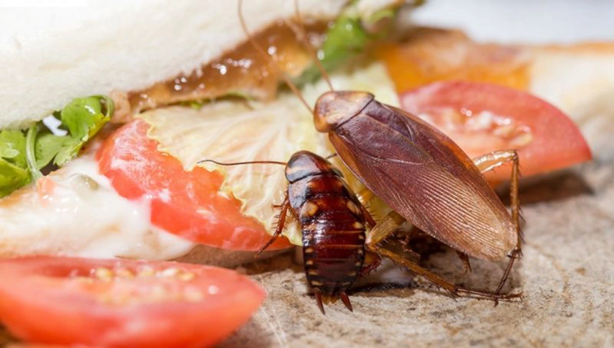 Dreaming of a Cockroach Attack