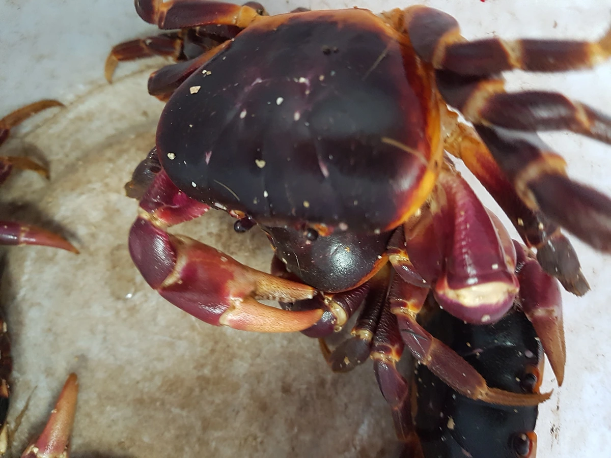 crabs in a dream meaning