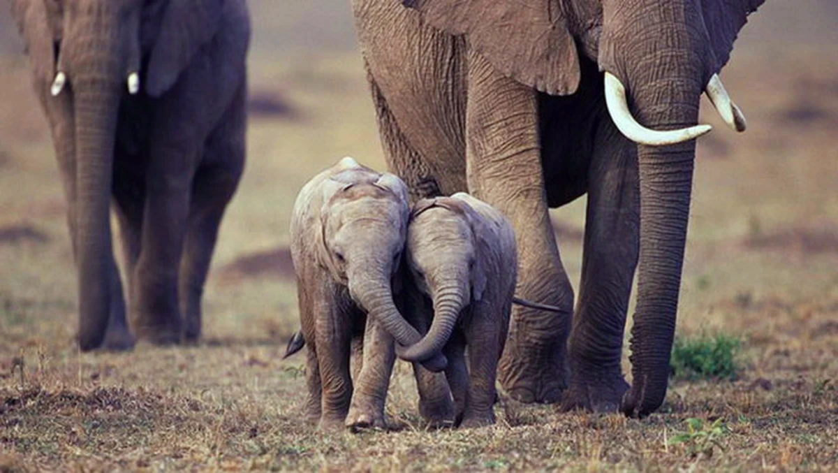 Dreaming of a Baby Elephant