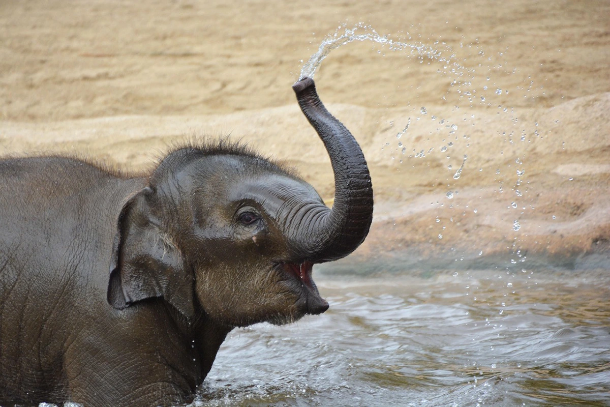 Dreaming of an Elephant in Water