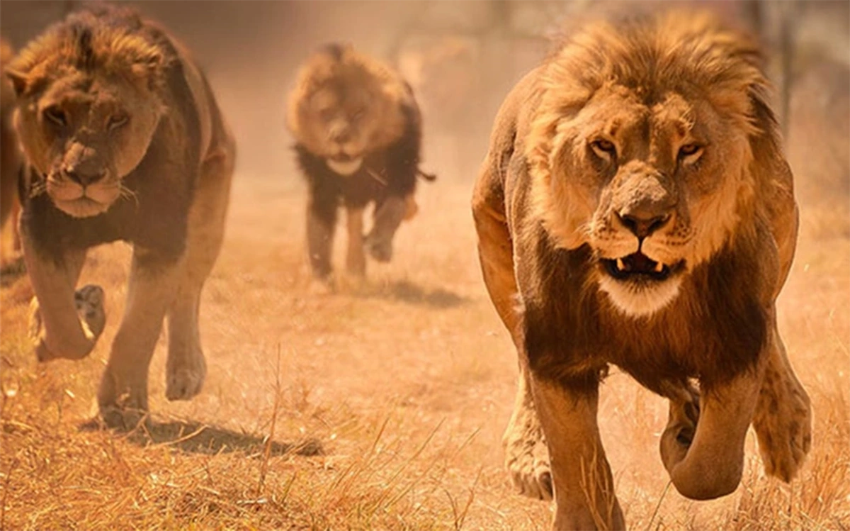 Dreaming of a Lion Chasing You