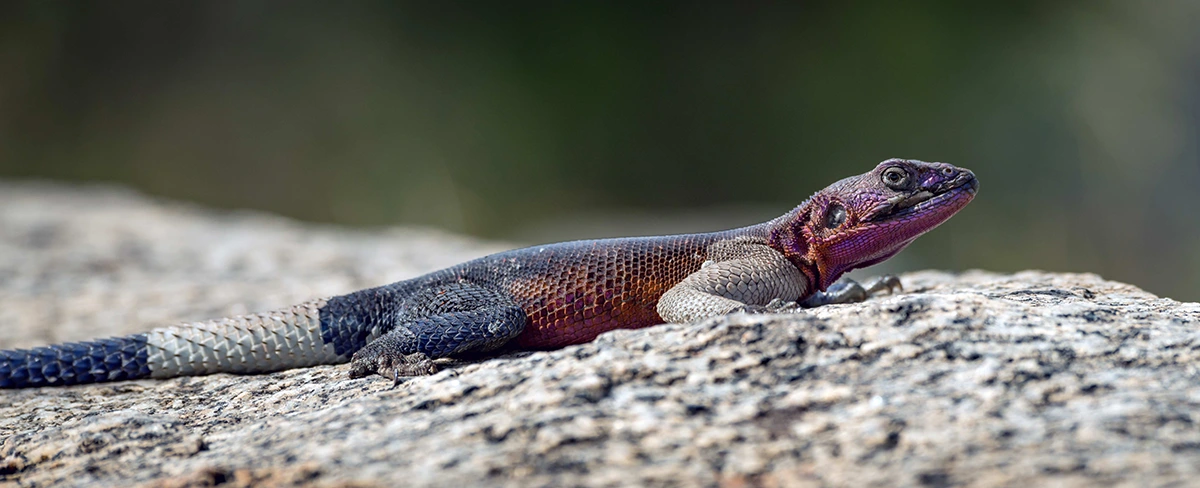 dreaming about lizards meaning