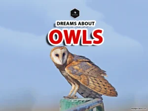 owl dream meaning