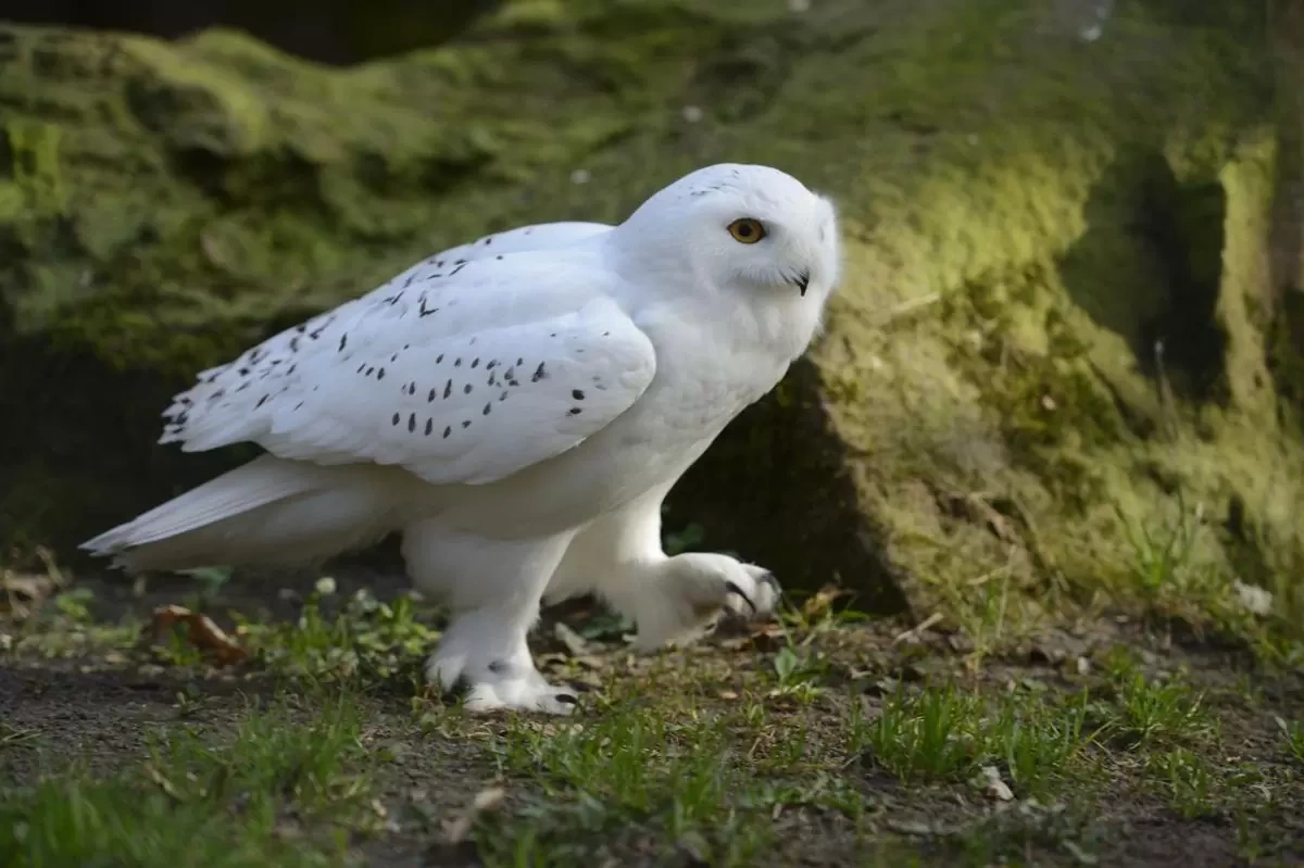 white owl dream meaning