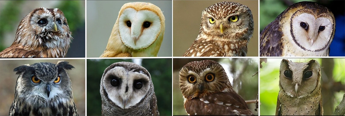 what does it mean when you dream about owls