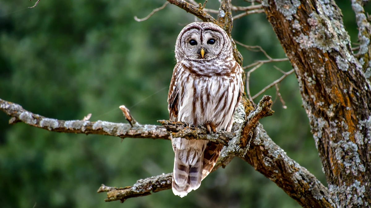 dream dictionary owl