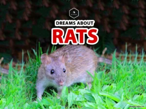 dreaming of a rat means