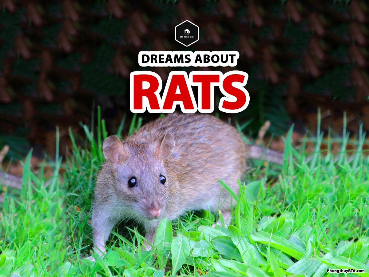 dreaming of a rat means