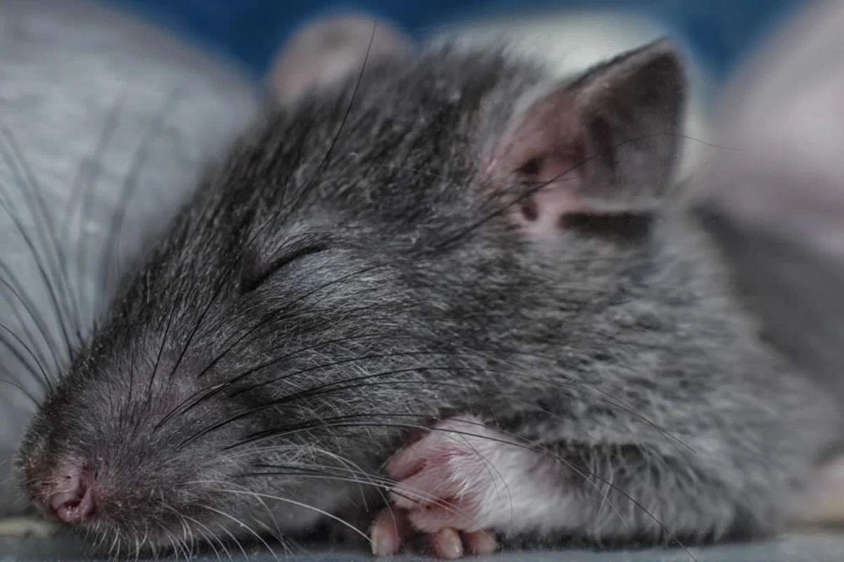 Dreaming About Killing a Rat