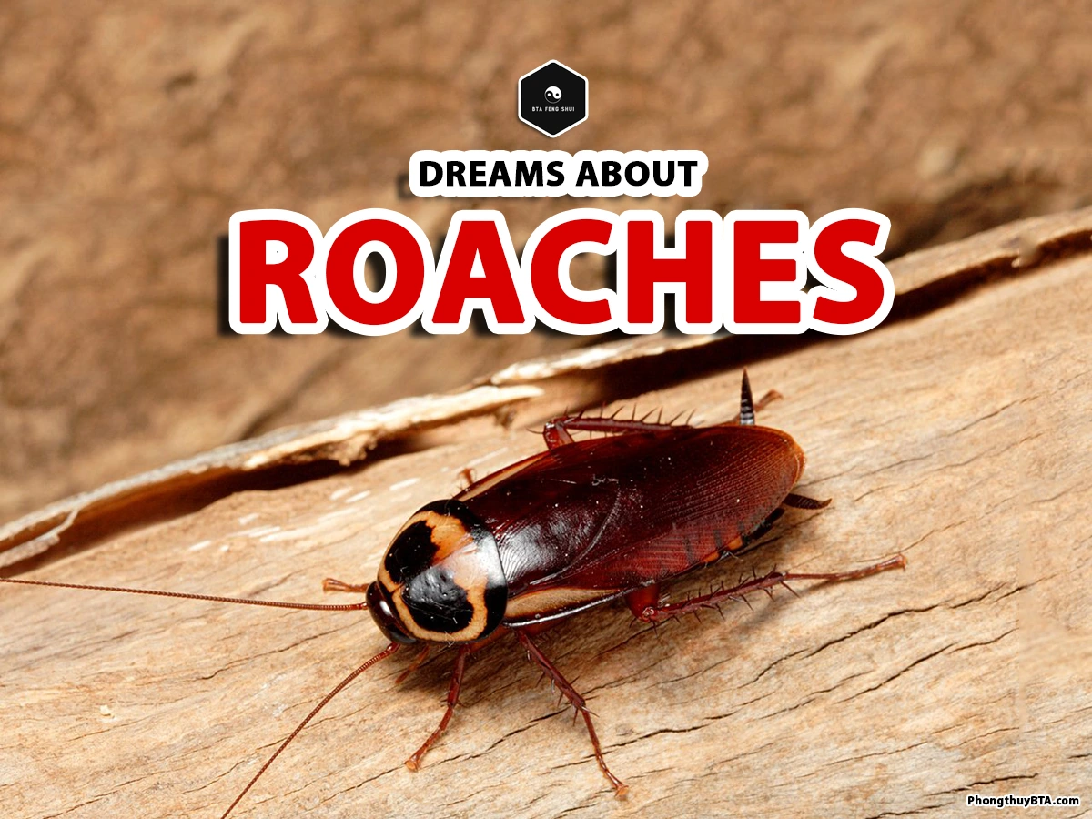 dreamed about cockroaches