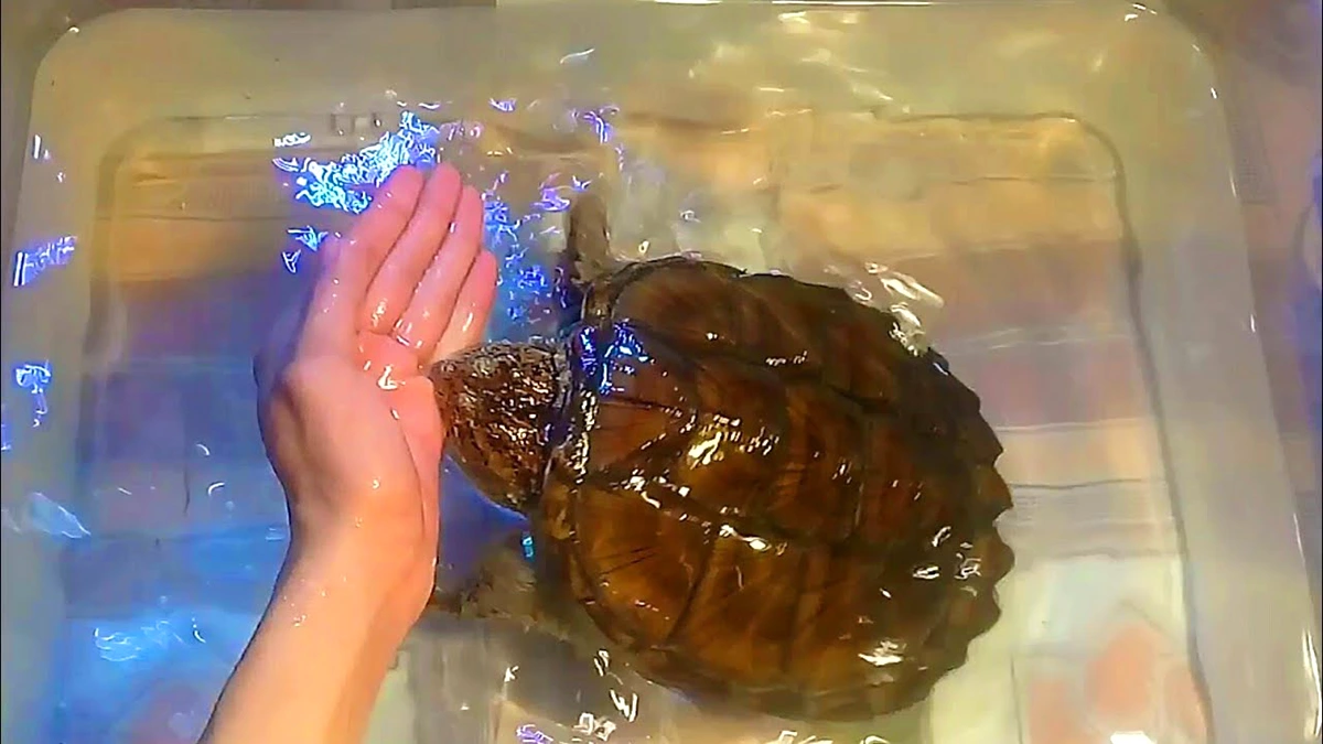 Dreaming of Snapping Turtles