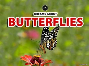 dreaming with butterflies