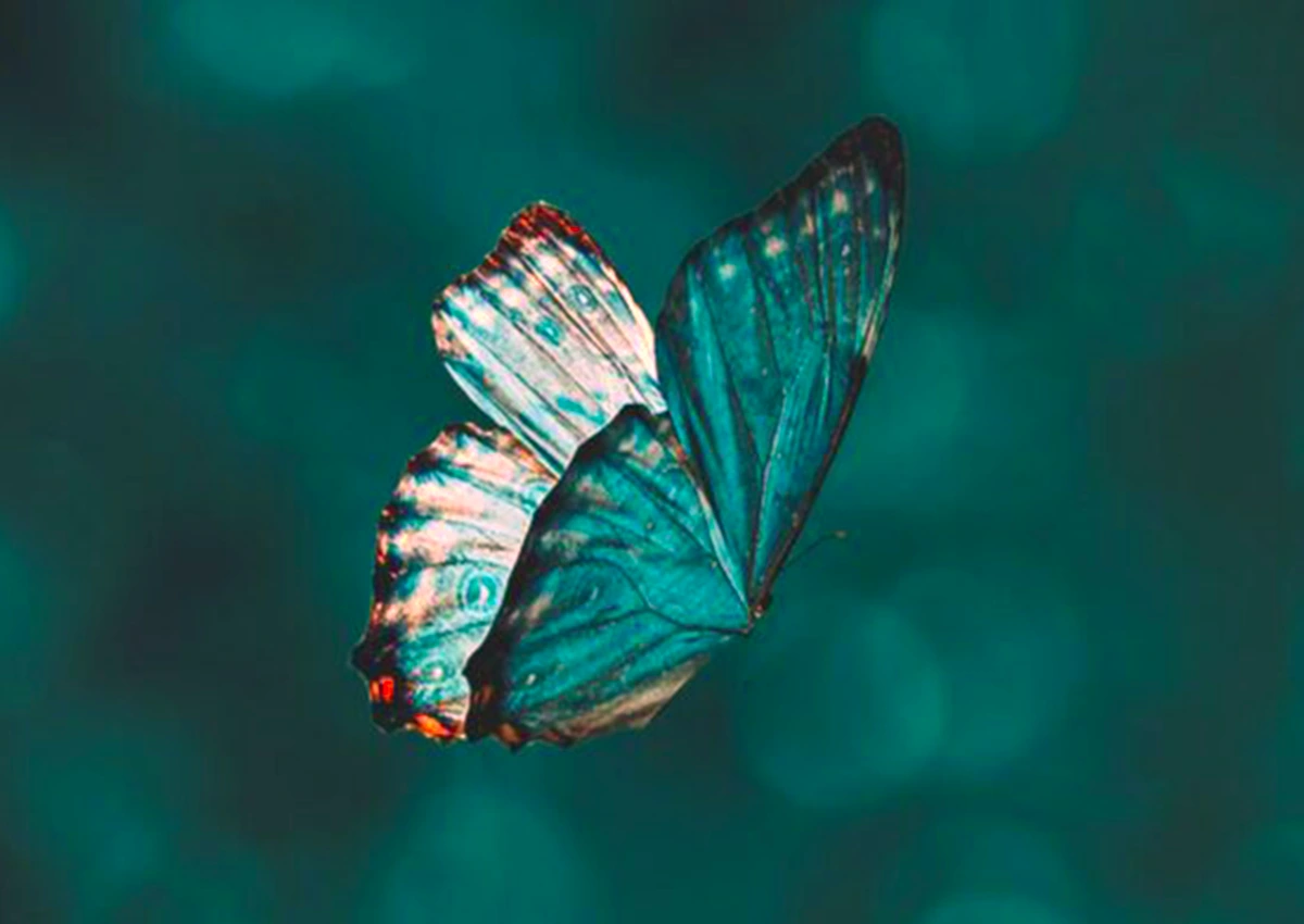 meaning of butterfly in a dream