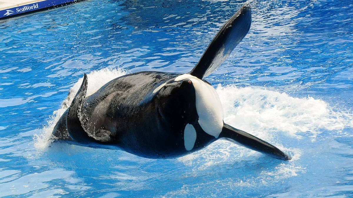 Killer Whale in a Swimming Pool