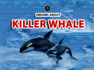 Killer Whale Dream Meaning